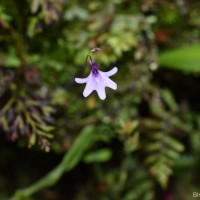 Utricularia moniliformis P.Taylor